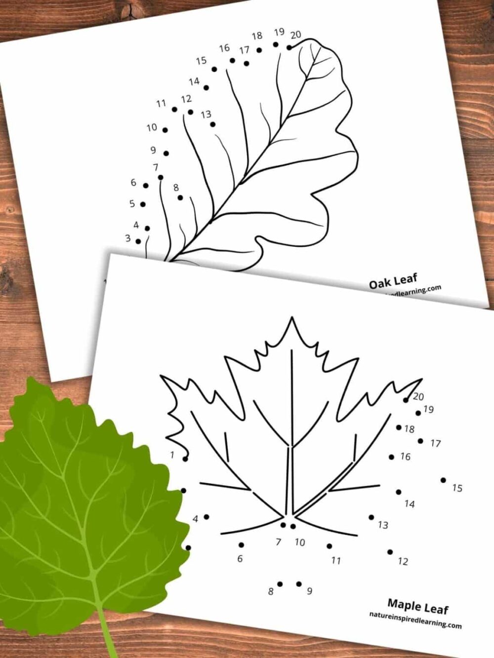 Dot to dot worksheets of leaves
