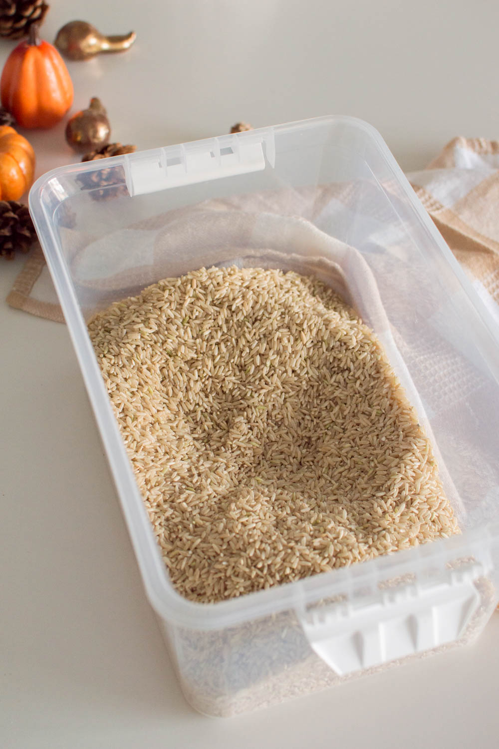 A bin full of brown rice to make a Thanksgiving sensory bin